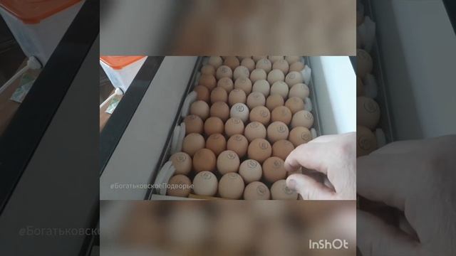 Важная доработка инкубаторов Блиц норма и Ово @БогатьковскоеПодворье смотреть онлайн