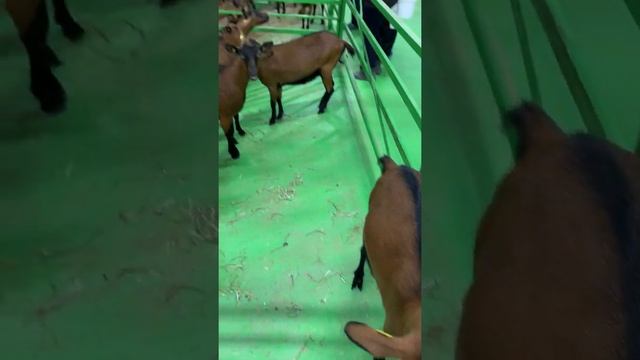 Ферма ООО "Курцево" на 1500 коз альпийской породы смотреть онлайн