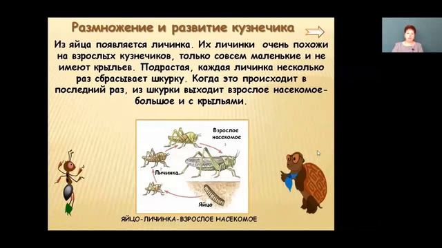 Окружающий мир 3 класс 12-13 недели. Разнообразие животных. Охрана животных смотреть онлайн