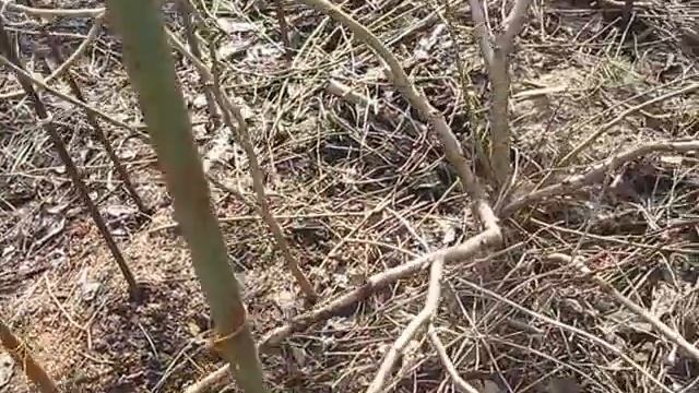 Персик в Харькове.Видео №4.Март, формировка чашей. смотреть онлайн