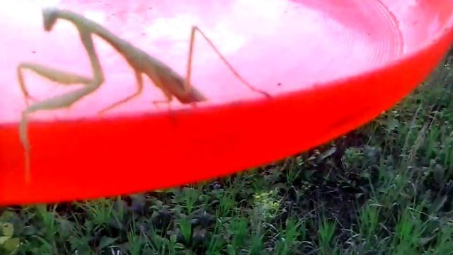 Богомол? В Бугуруслане? смотреть онлайн
