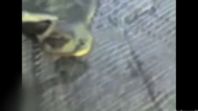 Чернобыль!(Припять) | МУТАНТЫ ЧЕРНОБЫЛЯ Снятые на Камеру смотреть онлайн