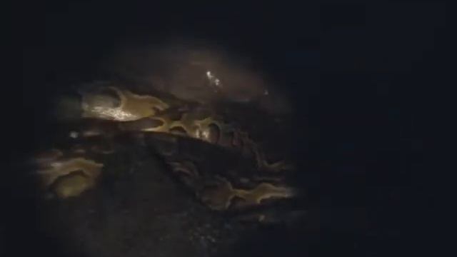 Bat Roost & Pythons - Uganda смотреть онлайн