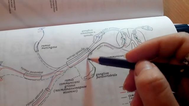 4 43 Формирование спинномозгового нерва смотреть онлайн