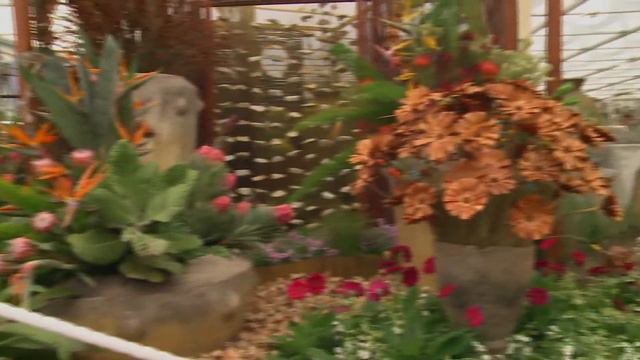 FSN - South Africa Wins Chelsea Flower prize against the odds смотреть онлайн