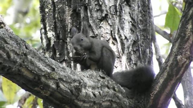 Белка точит орех. От и до. 11.09.14 смотреть онлайн