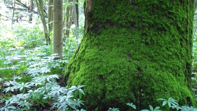 Бутовский лес г.Москва. Август 2012 смотреть онлайн