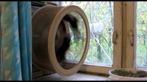 Белки живут в квартире