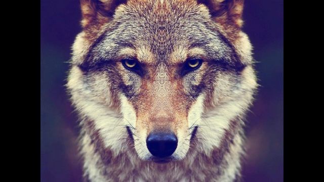 ЛЕЗГИНКА ЧЕЧЕНСКАЯ смотреть онлайн