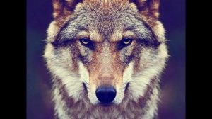 ЛЕЗГИНКА ЧЕЧЕНСКАЯ