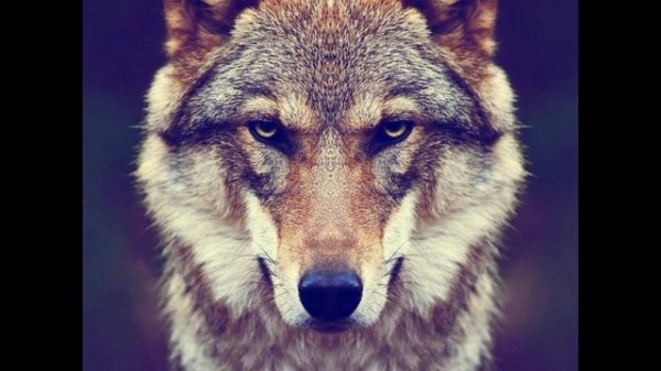 ЛЕЗГИНКА ЧЕЧЕНСКАЯ