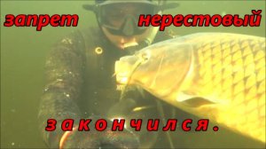 ПОДВОДНАЯ ОХОТА 2021 г.(САЗАНЫ ЛОМАЮТ НАКОНЕЧНИКИ)