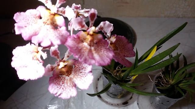 ТОЛУМНИЯ.!УХОД!+СКОЛЬКО цветет?