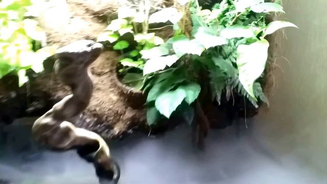 Палюдариум смотреть онлайн