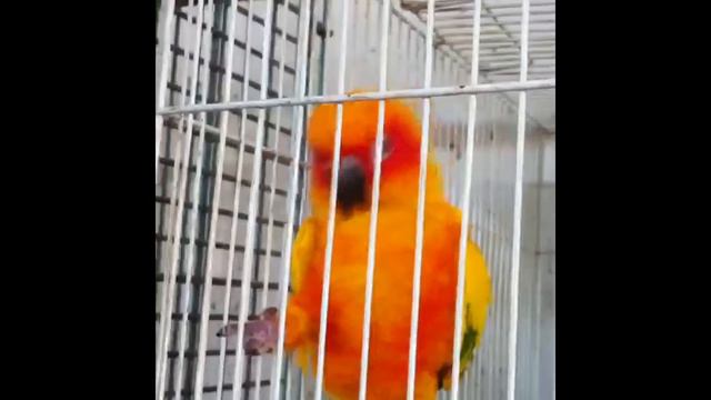 Gangnam Style Bird Dance смотреть онлайн