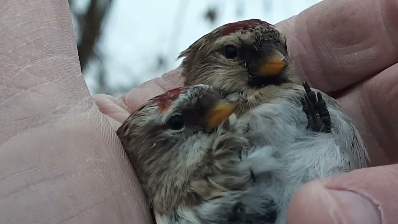 Ловля певчих птиц 27 декабря 2022 год. смотреть онлайн