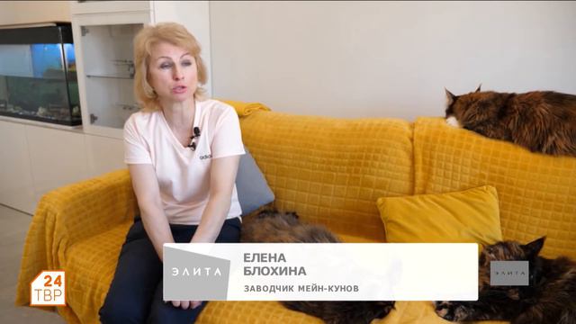 Одна из самых крупных домашних кошек - мейн-кун смотреть онлайн