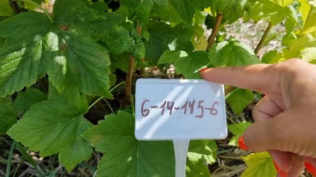 Обзор кустов красной и чёрной смородины по сортам что радуют на моем участке. смотреть онлайн