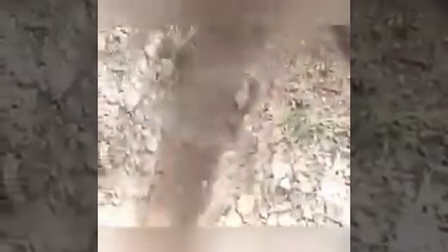 Рыбалка в пустыне! смотреть онлайн