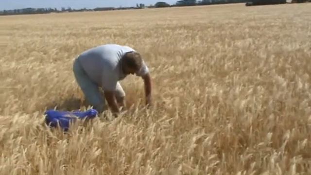 Уборка озимого ячменя смотреть онлайн