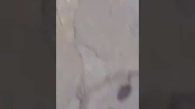Страна Болгария город Созополь ресторан Доктор,с,Холз Кортеж Кирилла Дмитриевича Белякова смотреть онлайн