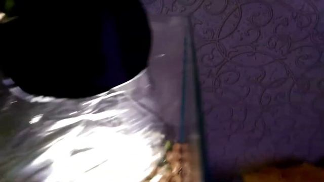 Сделала освещение для анубиасов смотреть онлайн