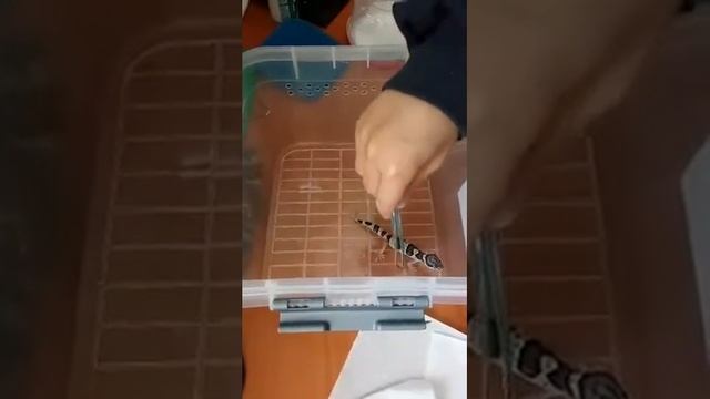 Эублефар-1. Содержание маленьких эублефаров, как кормить маленького эублефара. смотреть онлайн