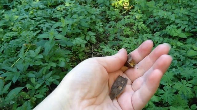 Акация в саду | культурные деревья | как выглядит акация