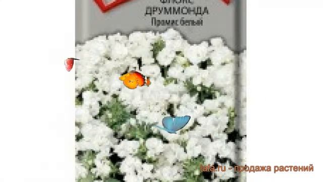 Флокс друммонда Друммонда Промис белый ? обзор: как сажать, семена флокса Друммонда Промис белый смотреть онлайн