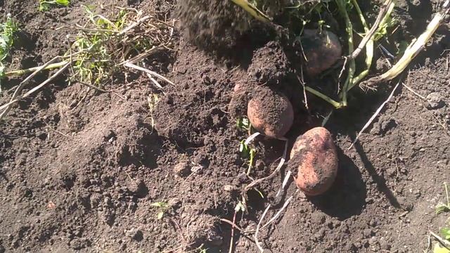 Пізні сорти картоплі - Слов'янка // Урожай 2020 .Копка картоплі . смотреть онлайн