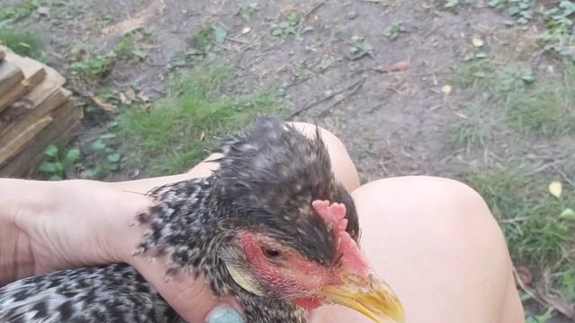 SOS!!! Нужна помощь, у курицы опух глаз, как ЛЕЧИТЬ? смотреть онлайн