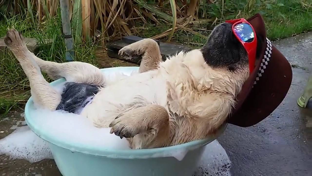 ЛУЧШИЕ ПРИКОЛЫ ГОДА! Попробуй не засмеяться! УГАР 2024! смотреть онлайн