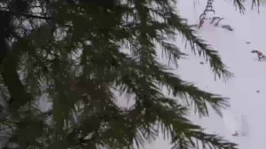 Тихий Вечер. Иеромонах Роман