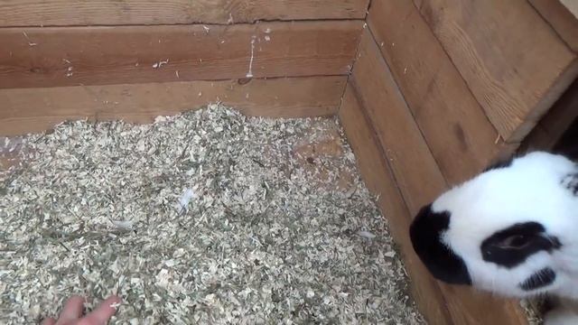 Маточник для кроликов великанов. Жду окрола у строкача (немецкий пестрый великан НПВ). смотреть онлайн