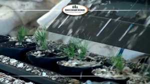 Как вырастить хвойные растения из семян. Императорский Питомник.