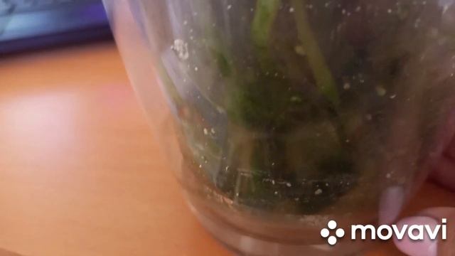 12.05.2023 г. ЗЕЛЁНЫЕ ВОДОРОСЛИ В ГОРШКАХ ОРХИДЕЙ))) ЭТО ПОЛЬЗА ИЛИ ВРЕД??? смотреть онлайн