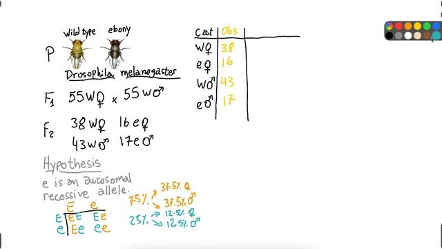 Chi-squared test - genetics of Drosophila fruit fly (HL-LS3-3) смотреть онлайн