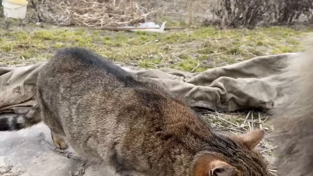 Спасаю яйца Это уже слишком! смотреть онлайн