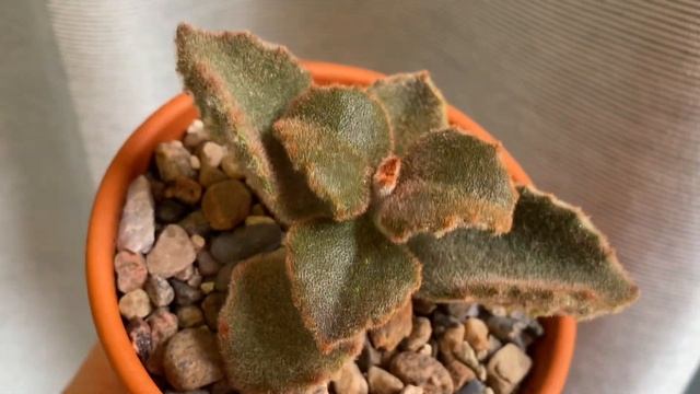 Каланхоэ Бехарское Фанг (Kalanchoe Beharensis Fang): "зубастый" суккулент смотреть онлайн