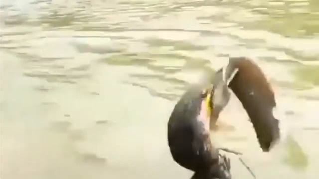 рыбалка с помощью птиц смотреть онлайн