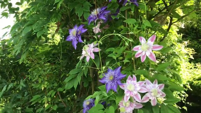 Clematis Josephine with clematis Multi Blue on an arch | My English Rose garden смотреть онлайн
