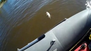 Осенний хищник ХМАО с. Каменное