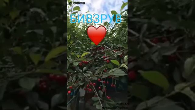Лакская песня. Народное творчество. Голос. Лакку балай. Хит. Лакцы.Скачать. Лакку. Дагестан. смотреть онлайн