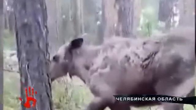 Детеныша косули спасли в Еткульском районе смотреть онлайн