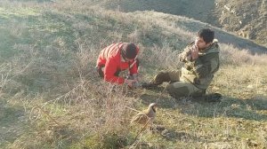 охота на кеклики пакличка самарканд.