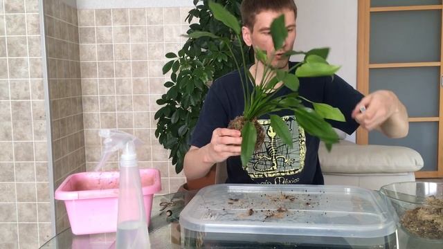 Вабикуса Эхинодорус смотреть онлайн