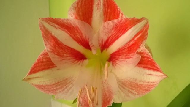 Amarylisy смотреть онлайн