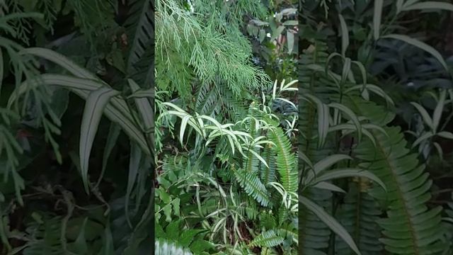 Папоротники: нефролеписы, птерис и циртомиум смотреть онлайн