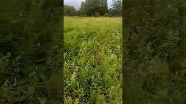 Поездка на мотоблоке с гусеничным приводом Крутец по полю с высокой травой смотреть онлайн