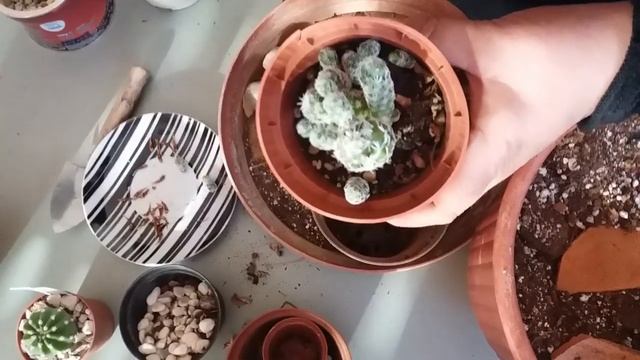 Repotting cacti - Mammillarias and Echinopsis subdenudata ( Dominos cactus) смотреть онлайн